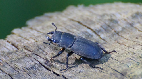 dorcus1.jpg