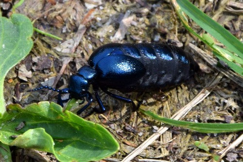 Meloe violaceus       2018-04-29      Owińska