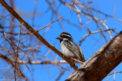 Głowaczek białolicy (Tricholaema leucomelas).