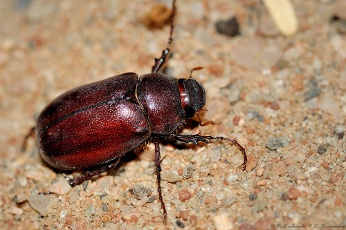 NN Scarabaeidae