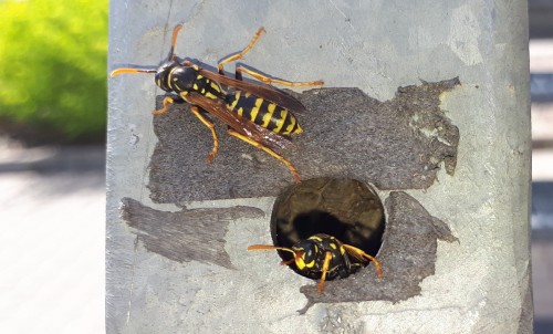 Polistes_20180430_144940.jpg