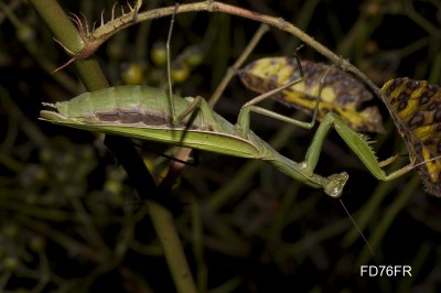 Mantis religiosa.jpg