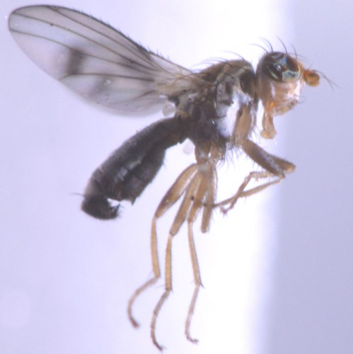 male