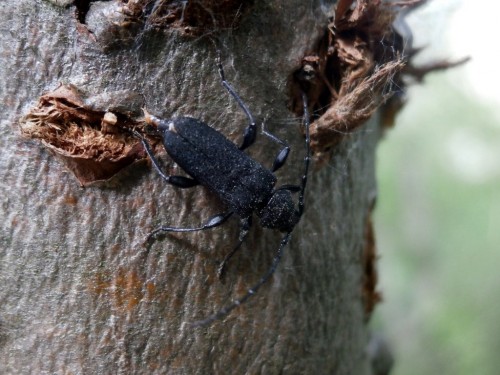 Samiczka Ropalopus macropus składająca jaja w cienki pień uschniętego jarzębu.