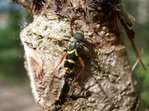 Clytus arietis