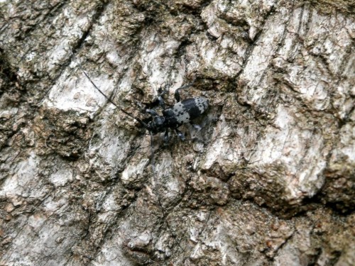 Ostatnimi laty nieczęsto spotykany w Lesie Kabackim Leiopus punctulatus.