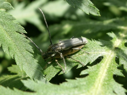 Phytoecia nigricornis in copula.