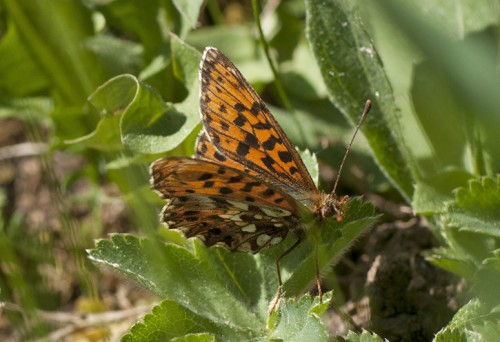 32 - 06.05.18 - Podhale<br />Boloria (Clossiana) dia?