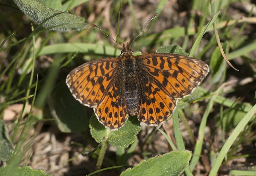 32 - 06.05.18 - Podhale<br />Boloria (Clossiana) dia?