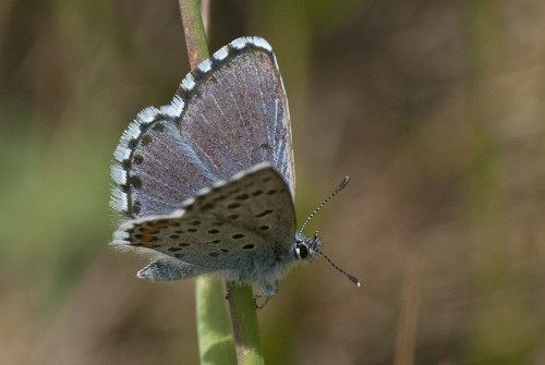 35 - 12.05.18 - Kraków<br />Pseudophilotes vicrama?