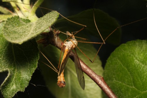 Tipula_lunata.jpg