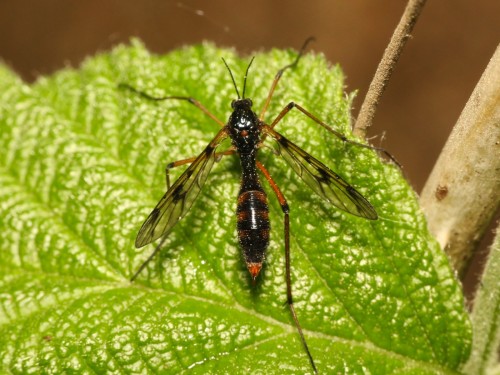 Ptychoptera_contaminata.jpg