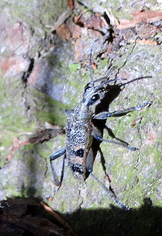 7.Rhagium mordax