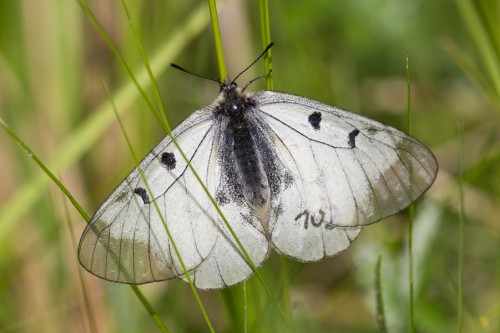 Parnassius mnemosyne  2.JPG