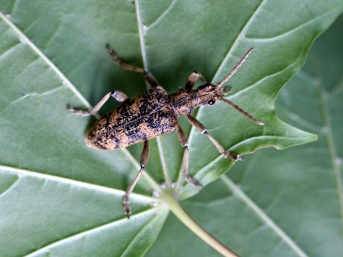 Rhagium sycophanta.