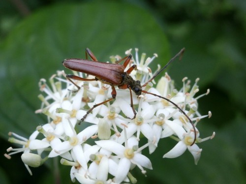 Stenocorus meridianus samiec.