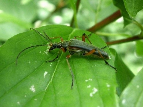 Stenocorus meridianus samica.