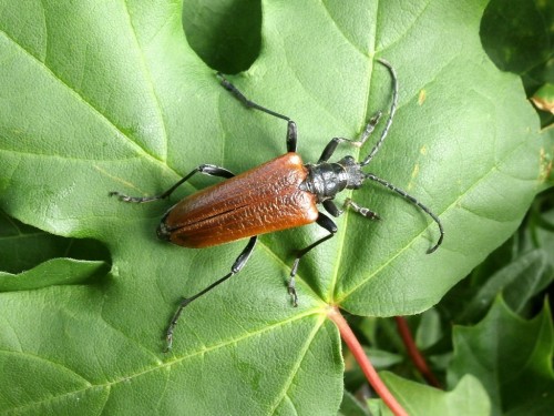 Wyjątkowo dorodna samica Stenocorus (Anisorus) quercus.