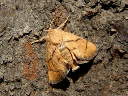 Apoda limacodes motyl.jpg