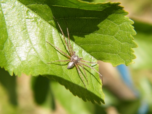 11) Philodromus sp?