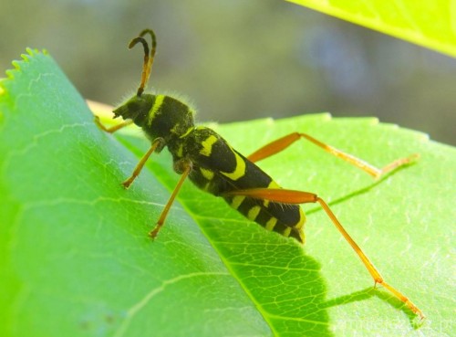 Biegowiec osowaty(clytus arietis)