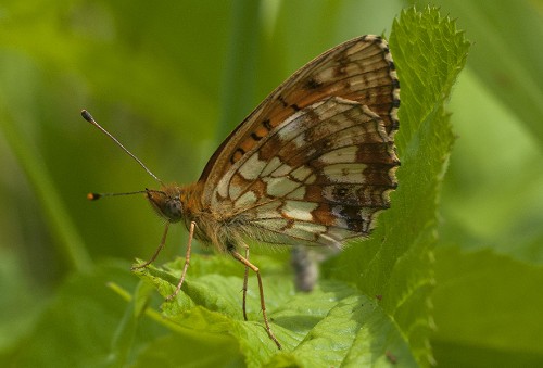 41 - 31.05.2018, Kraków<br />Brenthis daphne?