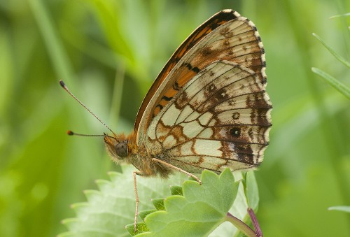 41 - 31.05.2018, Kraków<br />Brenthis daphne?