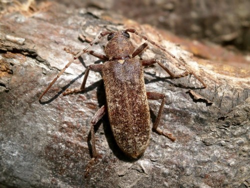 Trichoferus bergeri.JPG