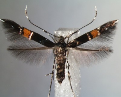 Cosmopterix zieglerella-imago.jpg