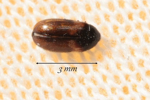 Dermestidae3235.JPG