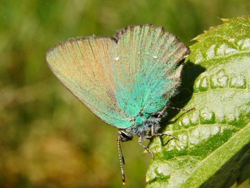 Callophrys rubi