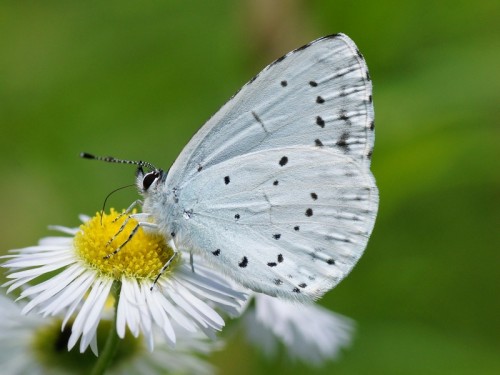 Celastrina argiolus