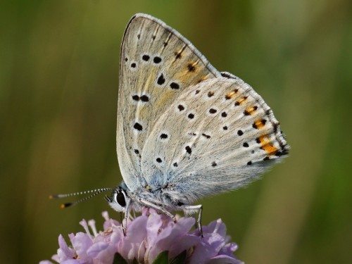 Lycaena alciphron