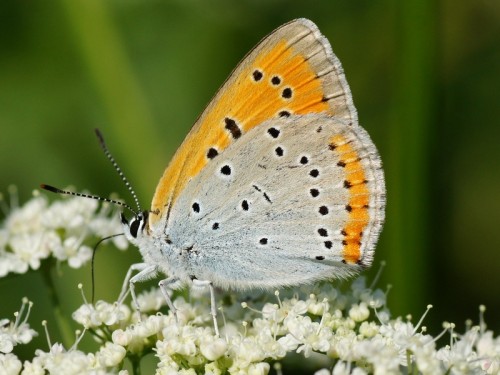 Lycaena dispar