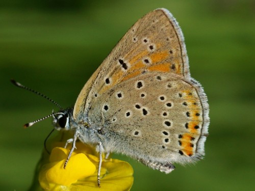 Lycaena hippothoe