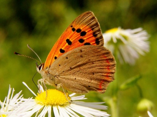 Lycaena phlaeas