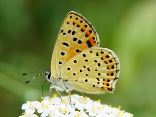 Lycaena tityrus