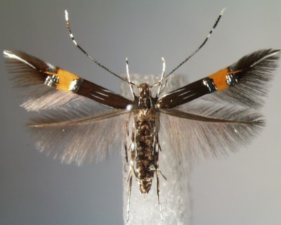 Cosmopterix scribaiella-imago.jpg