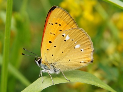 Lycaena virgaureae