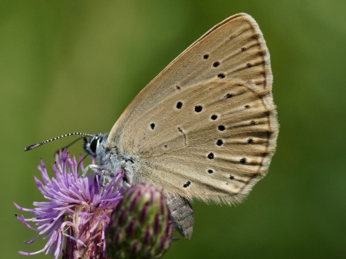 Phengaris teleius