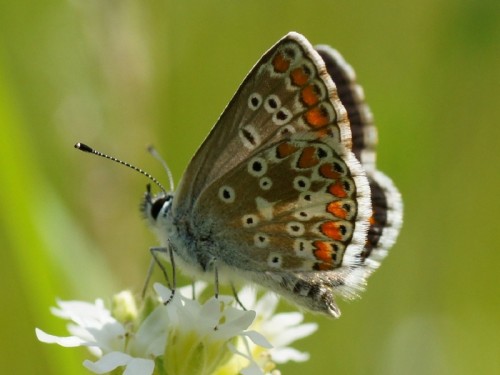 Plebejus agestis