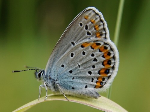 Plebejus argyrognomon