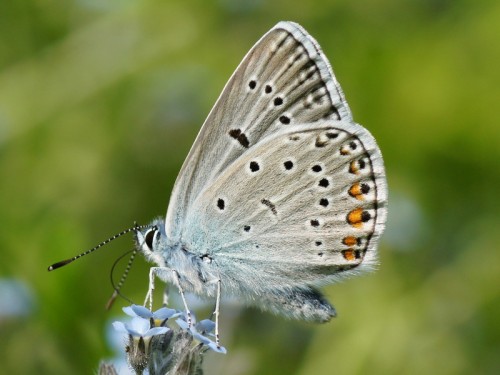 Polyommatus amanda