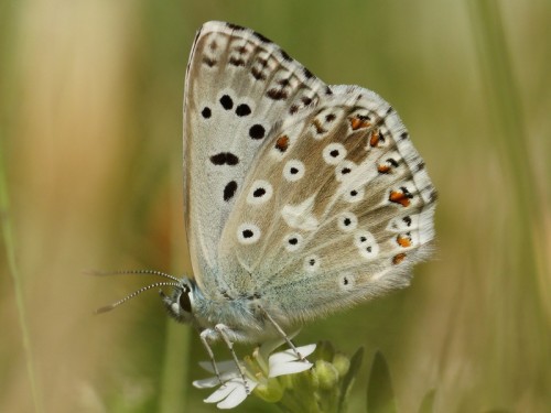 Polyommatus coridon