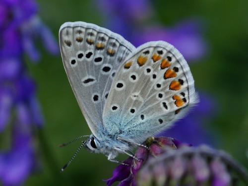 Polyommatus icarus