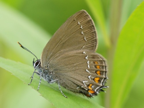 Satyrium ilicis