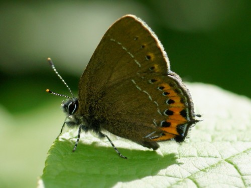 Satyrium pruni