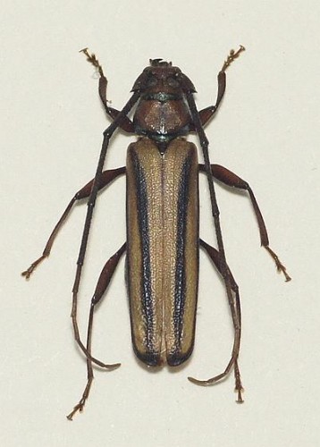 Xystocera globosa Olivier 1795.jpg