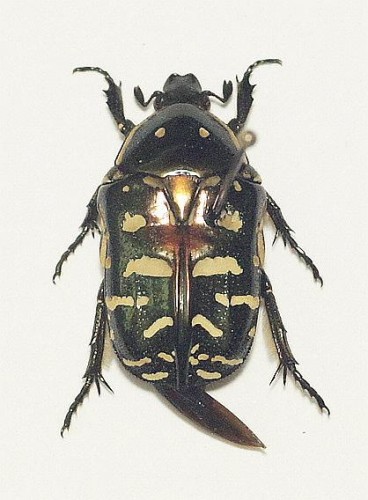 Protaetia philippensis Fabricius 1775.jpg