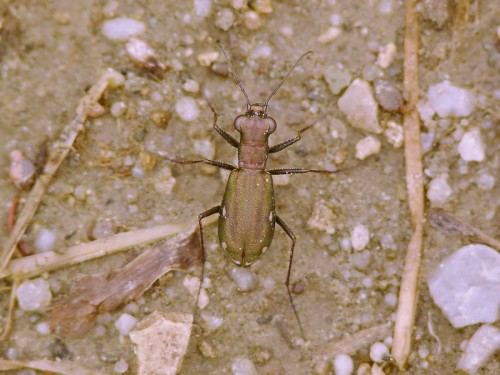 Cylindera germanica (Linnaeus, 1758).JPG